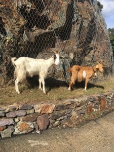 chèvres en Sardaigne