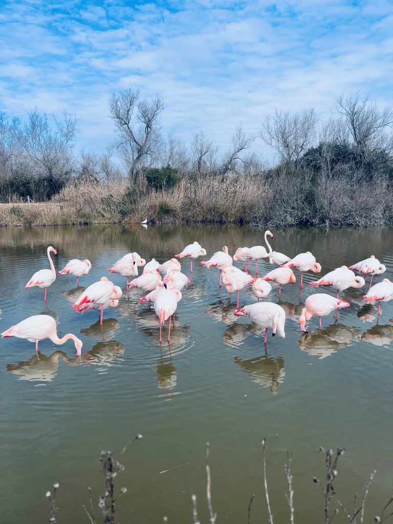 Flamants Roses Camargue