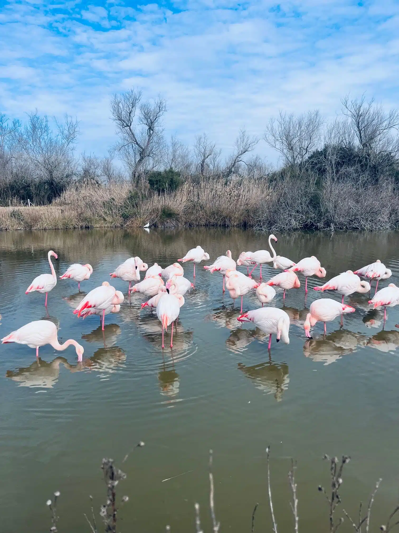 Où voir des flamants roses en Camargue