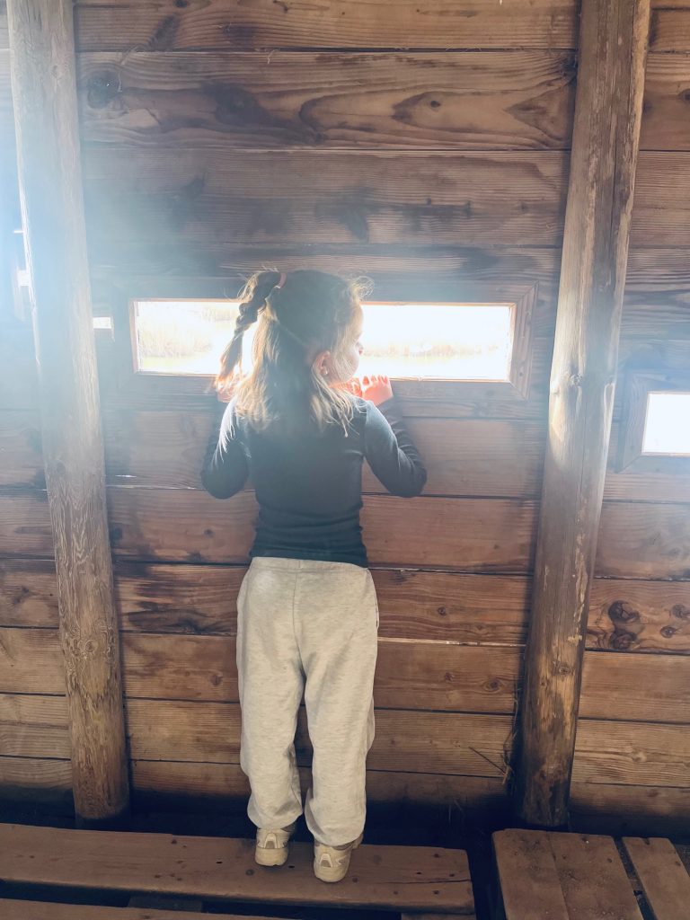 Observer les Animaux