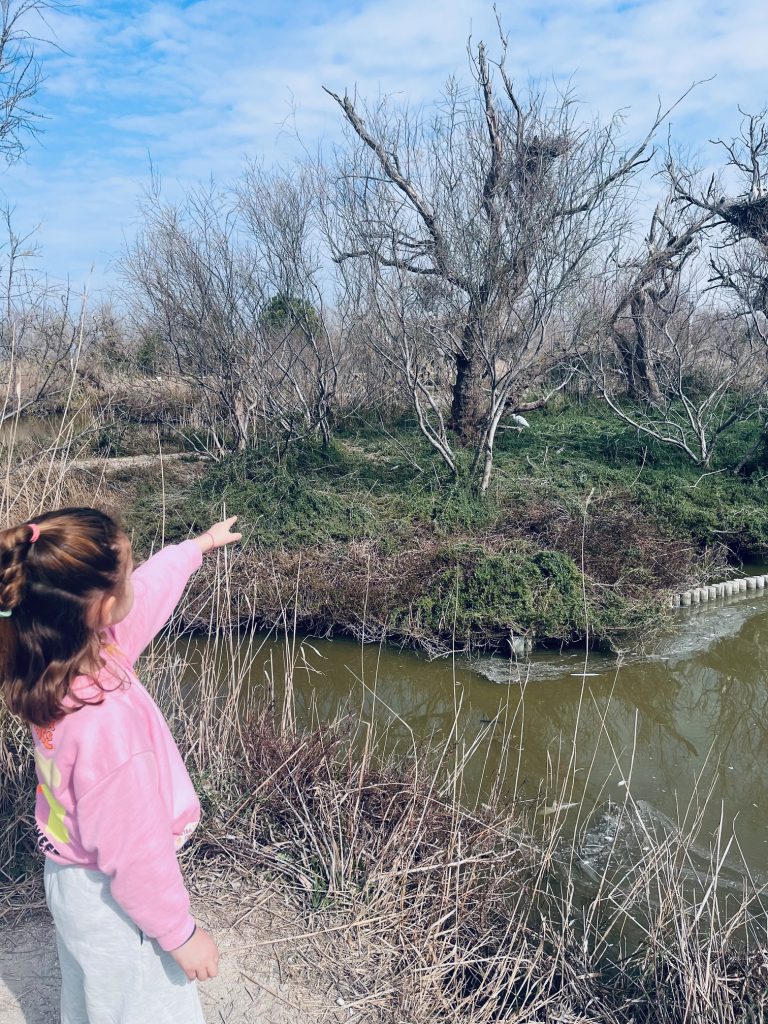 Parc Ornithologique Pont de Gau Saintes Maries de la MEr