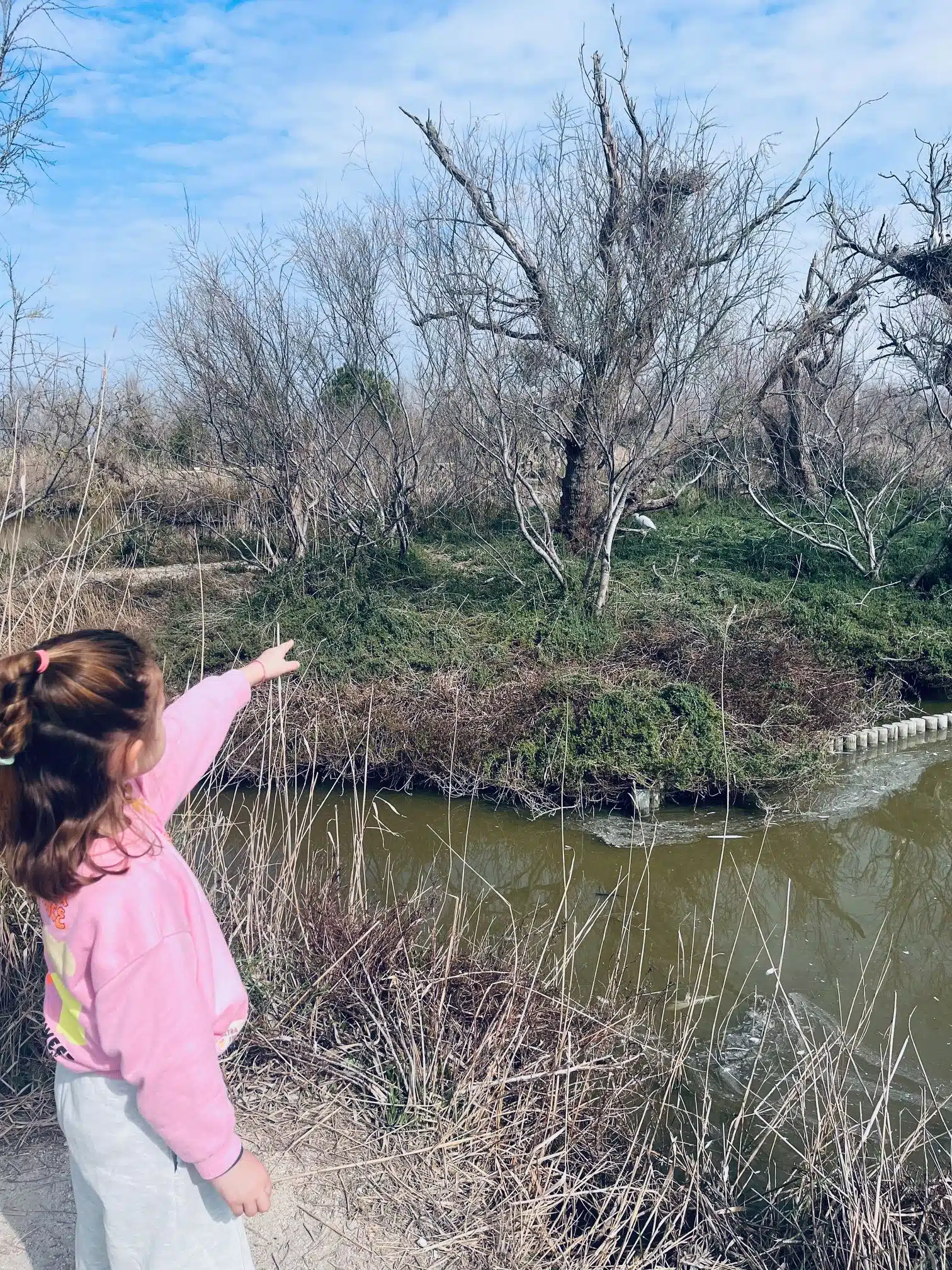 Visiter le parc naturel du Pont de Gau en Camargue