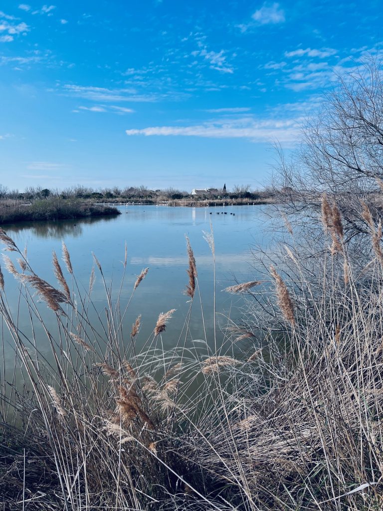 Une Journée en Camargue