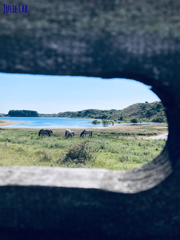 Chevaux Sauvages Pays Bas