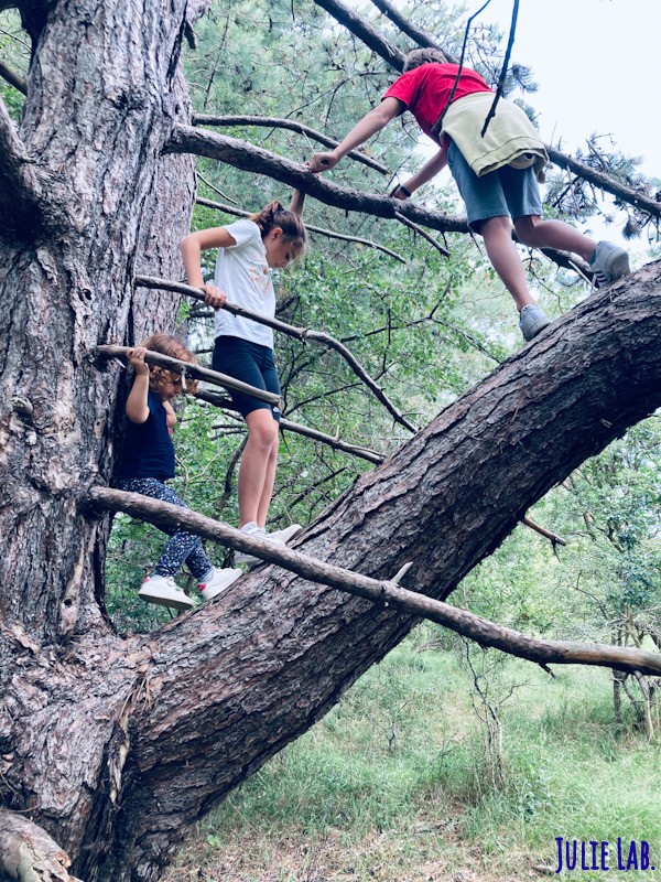 Faire des Cabanes dans les Arbres