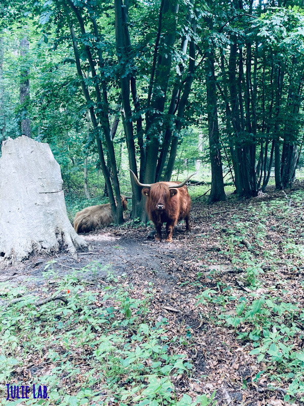 Parc National Zuid Kennemerland Vaches Highlands