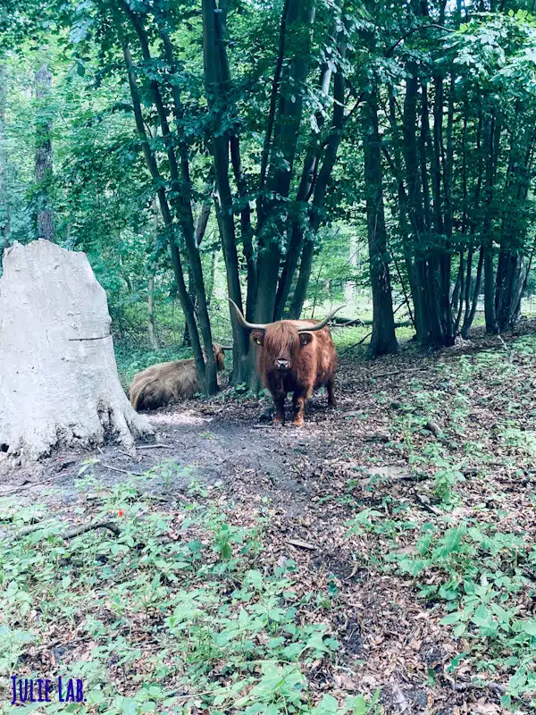 Parc National Zuid Kennemerland Vaches Highlands